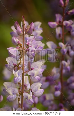 Blue Lupine Wildflower