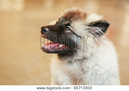 Gray Keeshound, Keeshond, Keeshonden Dog (german Spitz)