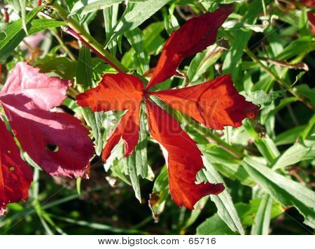 Bright Autumn Leaf