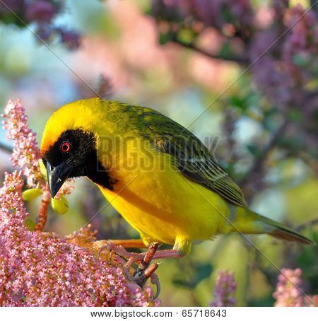 masked weaver,Namibia