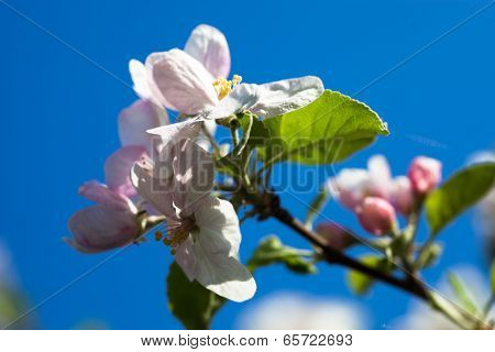 Apple Tree Flowers Against The Blue Sky Background