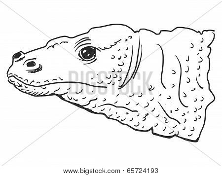 Komodo Dragon