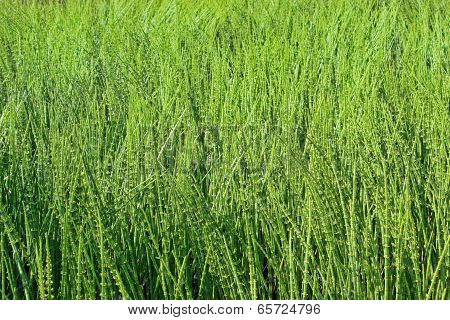 Thickets Horsetail