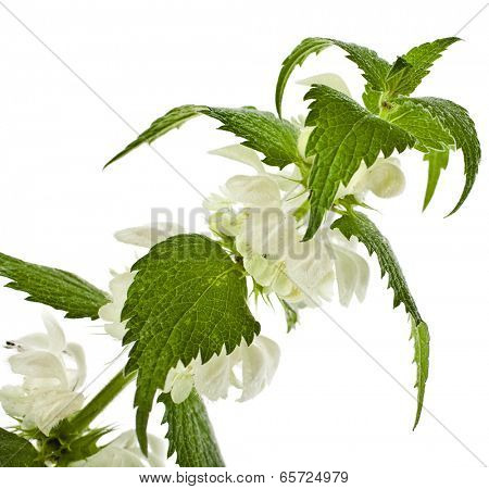 white dead-nettle flowering  (Lamium album) close up  isolated on white background