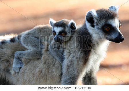 แหวน Lemurs หาง