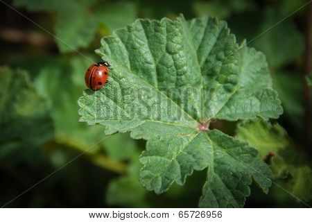 Coccinellidae Or Ladybirds