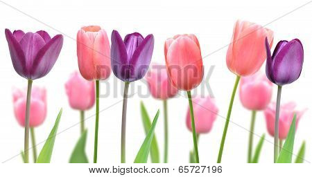 Beautiful flowers of purple and pink tulips