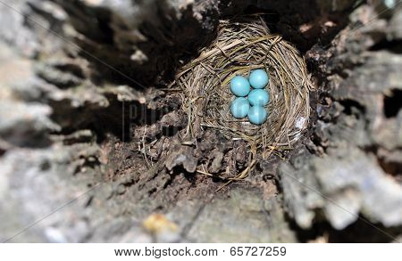 Blue eggs in the nest of an Eastern Bluebird, hidden safely inside a wood post hole