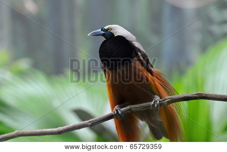 Greater Bird-of-paradise of New Guinea and Indonesia