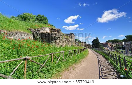 Roman ruins and poppies along a path at the Palatine Hill in Rome, Italy
