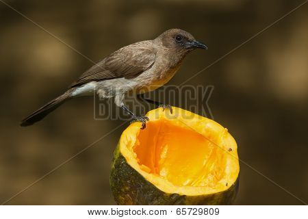A Common Bulbul (pycnonotus Barbatus) Perched On A Papaya