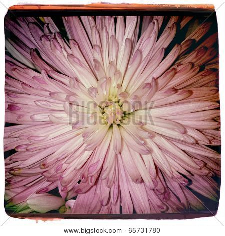 Instagram style image of a pink chrysanthemum, instant film look