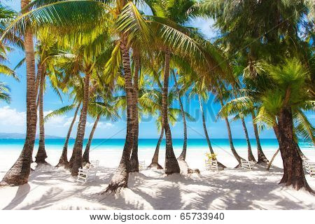 Tropical Sand Beach With Palm Trees, Summer Vacation