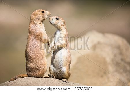 Two prairie dogs (Cynomys ludovicianus) in close communication