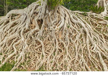 Tree Roots And Long