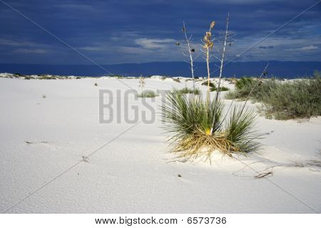 Hvide Sands planteliv