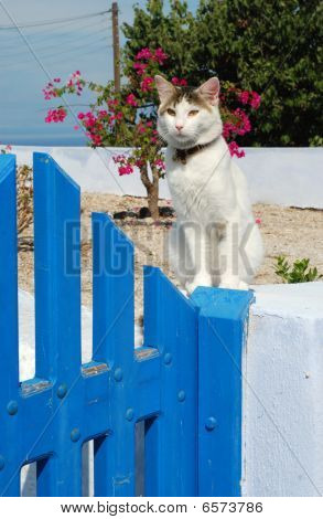Kitty
