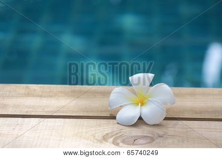 Plumeria