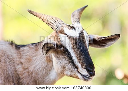 Portrait of a goat