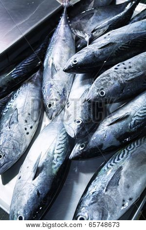 Pile of Fish