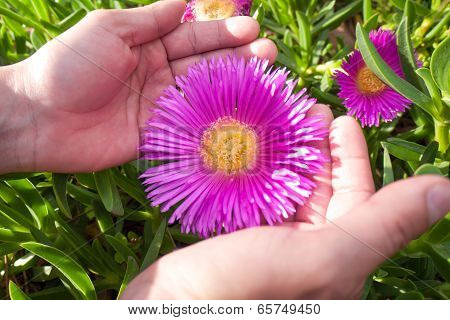Pink Ice Plant