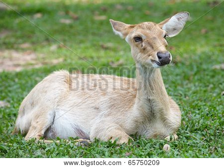 close - up Eld s Deer in wild nature
