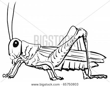 Grasshopper