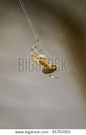 Macro Of A Spider Doing A Spiderweb