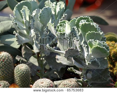 cacti