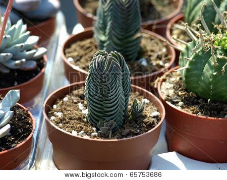cacti