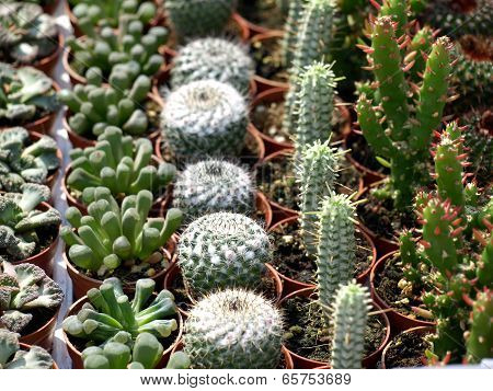 cacti