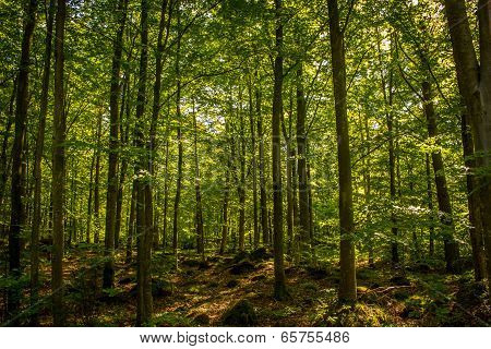 Forrest in sunset
