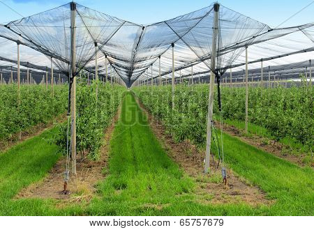 apple orchard with nets to protect against hail and birds