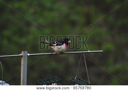 Red-breasted Grosbeak Perched On A Feeding Pole