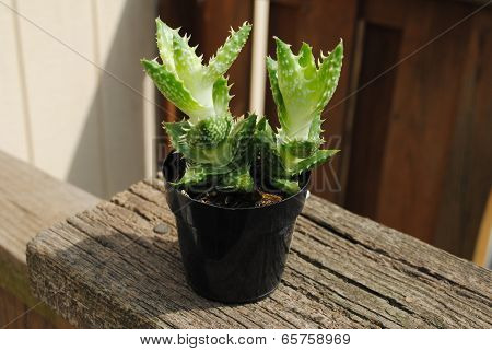 Zanzibar Aloe Plants Growing In A Pot