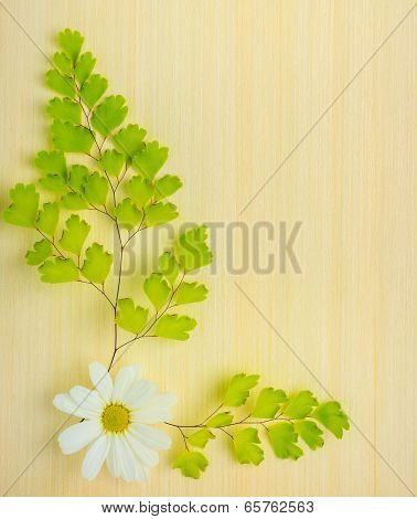 Green Branches Of Fern And Chamomile Flower On Wooden Background
