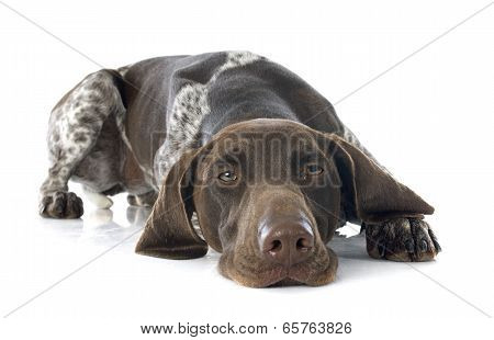 German Shorthaired Pointer