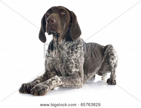 German Shorthaired Pointer