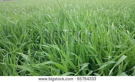 Green landscape