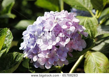 Hydrangea Or Hortensia Flower
