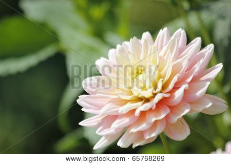 Pink Dahlia Flower