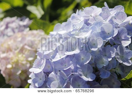 Hydrangea Or Hortensia Flower