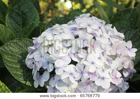 Hydrangea Or Hortensia Flower