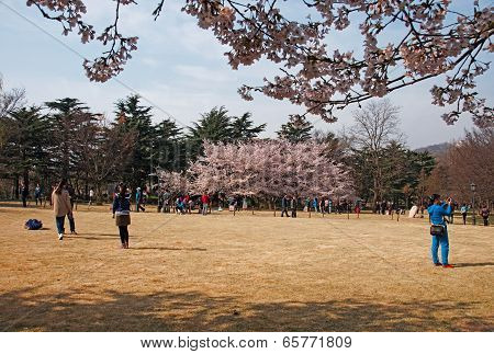 Tourists watch flowers in the park