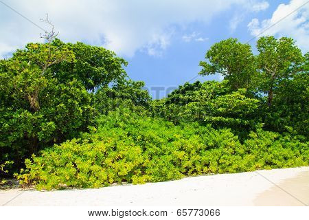 Green Tree On The Beach