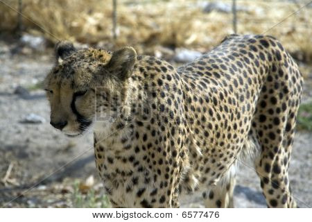 Otjitotongwe, Cheetah Lodge