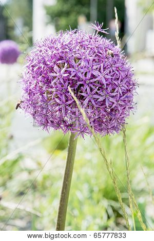 Garlic Flower
