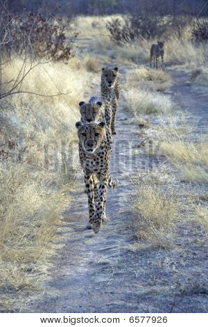 Otjitotongwe, Cheetah Lodge