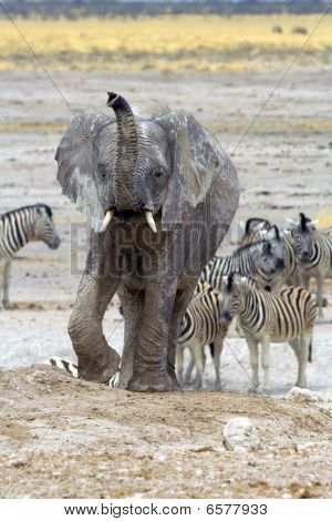 Nebrownii Waterhole