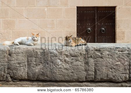 Medina Wall With Cats (1)